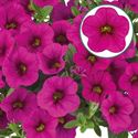 Bild von Calibrachoa P12 Neon Rose